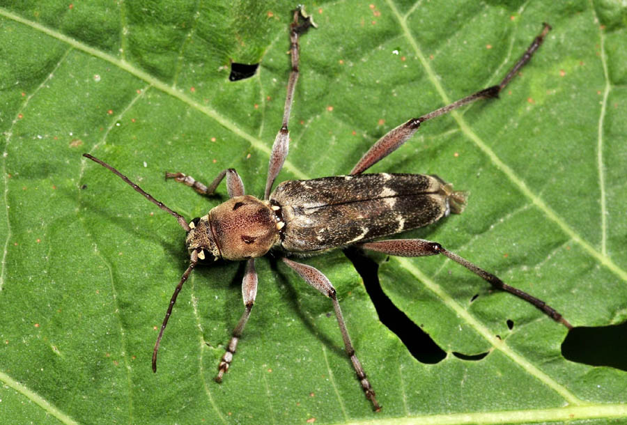 Cerambycidae - Xylostrechus stebbingi